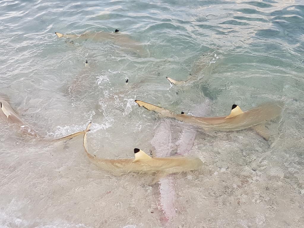 Rangiroa Plage Hotel Avatoru Esterno foto